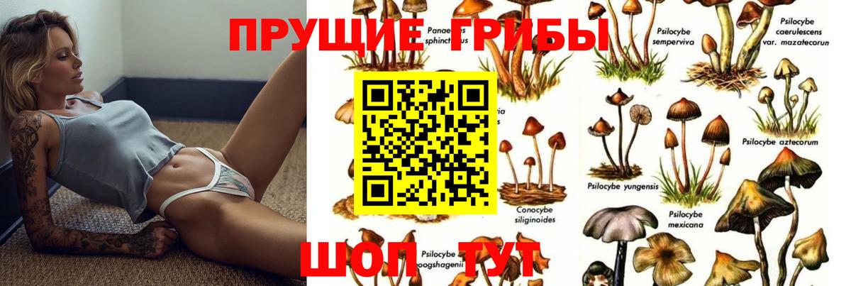 Псилоцибиновые грибы Psilocybe Кострома